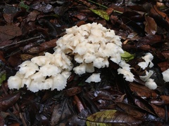 Marasmius pellucidus
