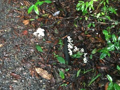 Marasmius pellucidus