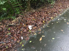 Marasmius pellucidus