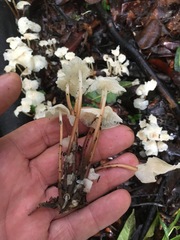 Marasmius pellucidus