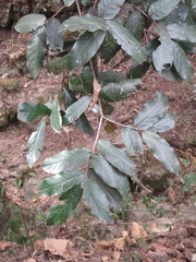 Prunus zinggii