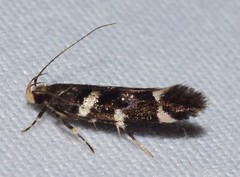 Macrobathra ceraunobola