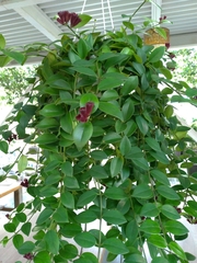 Aeschynanthus radicans