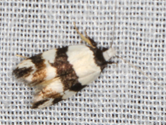 Zonopetala decisana