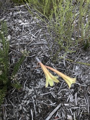 Cyrtanthus ochroleucus