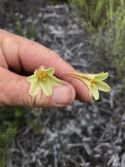 Cyrtanthus ochroleucus