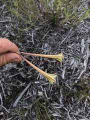 Cyrtanthus ochroleucus