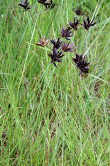 Cyperus nigricans