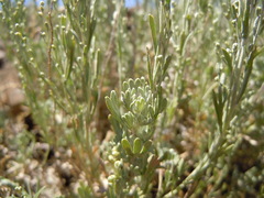 Artemisia nova