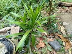 Dracaena reflexa angustifolia