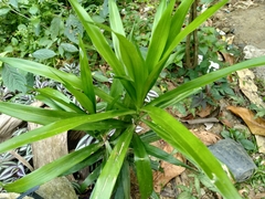 Dracaena reflexa angustifolia