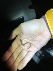 Eurycea quadridigitata