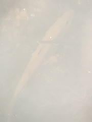 Centropomus undecimalis