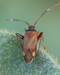 Adelphocoris vandalicus