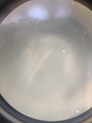 Centropomus undecimalis