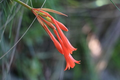 Cyrtanthus epiphyticus