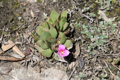 Anacampseros rufescens