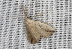 Trigonistis demonias