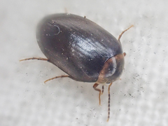 Euscaphurus