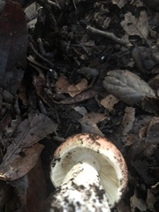 Russula bicolor