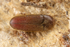 Aulonothroscus