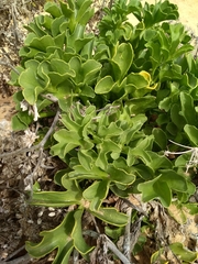 Astydamia latifolia image