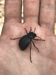 Stenomorpha marginata
