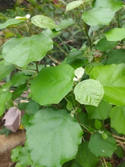 Mallotus paniculatus