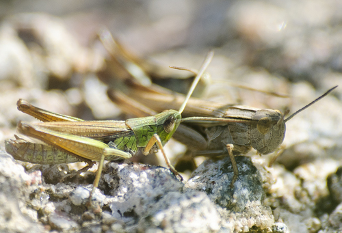 Lesser Marsh Grasshopper, photo 2 of 10