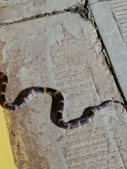 Rhinocheilus antonii