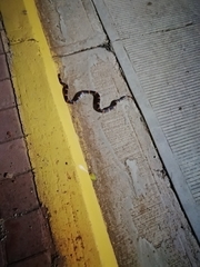 Rhinocheilus antonii