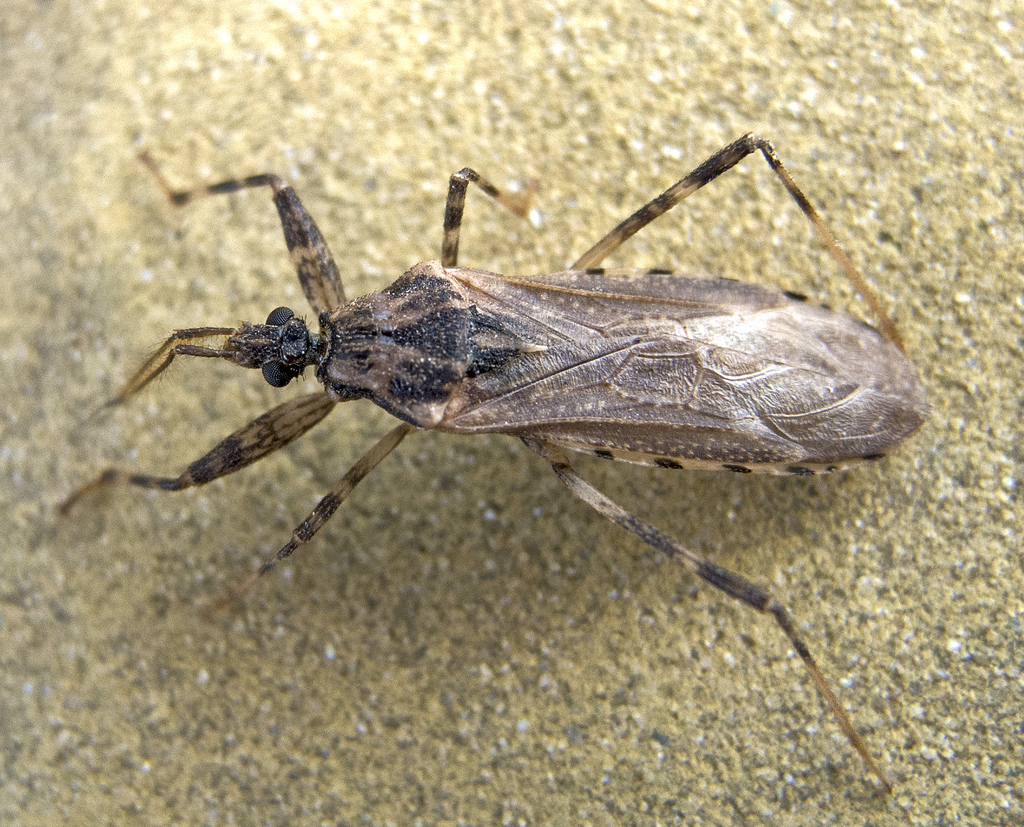 Oncocephalus squalidus