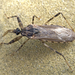 Oncocephalus squalidus - Photo (c) katunchik, algunos derechos reservados (CC BY), subido por katunchik