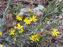 Pityopsis graminifolia image