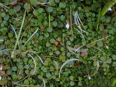 Epilobium nerteroides