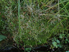 Epilobium nerteroides