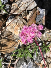 Calyptridium monospermum