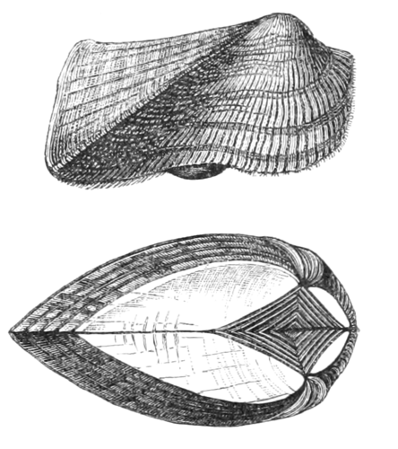 Four-sided Ark
