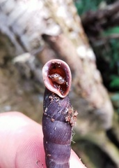 Phaedusa bocki