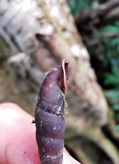 Phaedusa bocki