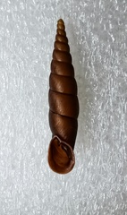 Phaedusa bocki