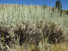 Artemisia spiciformis