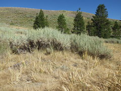 Artemisia spiciformis