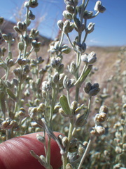 Artemisia spiciformis
