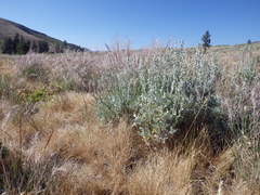 Artemisia spiciformis