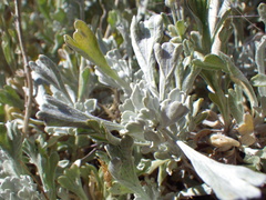 Artemisia spiciformis