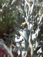 Artemisia spiciformis