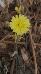 Launaea procumbens
