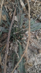 Launaea procumbens