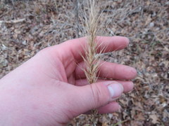 Elymus glabriflorus